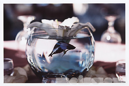 Center Piece