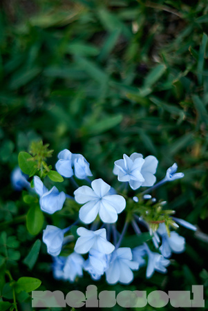 Dreams of Violet and Fairies