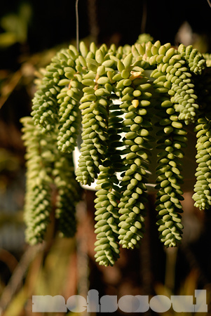 Grapelets