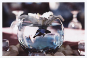 Center Piece
