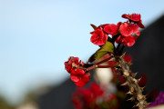 Ominous Native