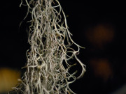 Humid Growth