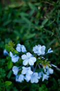 Dreams of Violet and Fairies