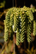 Grapelets