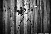 Beaver Wall