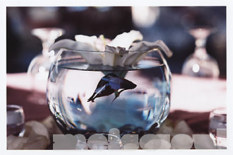 preview of the Ricardo & Virginia Guerra Reception set