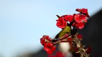 Ominous Native