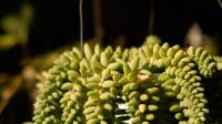 Grapelets