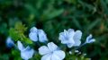 Dreams of Violet and Fairies